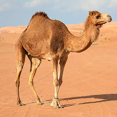 dromedario