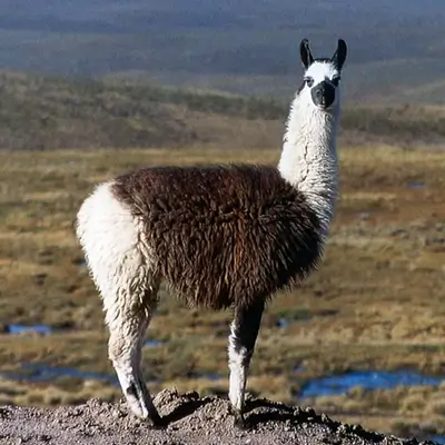 llama